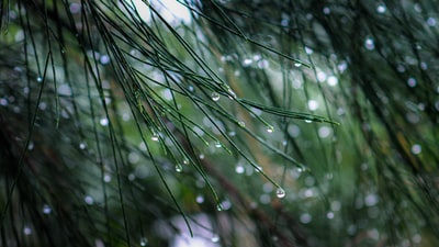 近景摄影中绿草上的水滴